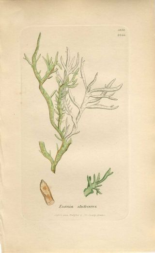 1804 Sowerby Lichen Dotted - Horned Evernia Antiquehand/col.  Copper Engraving Print