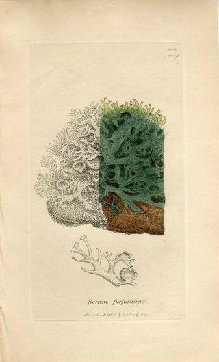 1802 Sowerby Lichen Branny Borrera Antique Hand/color Copper Engraving Print