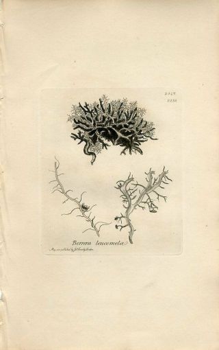 1813 Sowerby Lichen Black - Haired Borrera Antique H/c Copper Engraving Print
