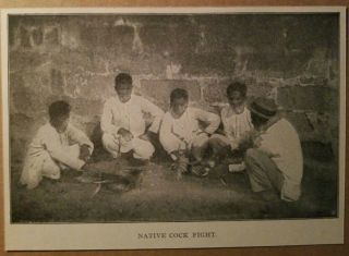1899 Vintage View Of Natives Philippines Filipino Cock Fight Photo Print