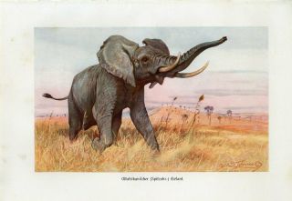 C1900s A.  Brehm African Elephant Antique Litho Print