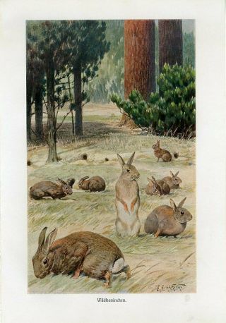 C1900 A.  Brehm Wild Rabbit Antique Litho Print W.  Watagin