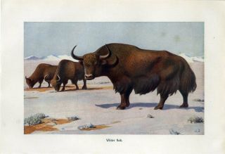 C1900 A.  Brehm Wild Yak Antique Litho Print W.  Watagin