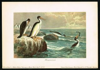 1900 Hesperornis,  Prehistoric Extinct Bird,  Antique Print - Heinrich Harder