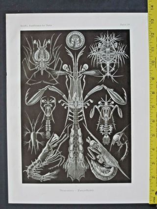 Ernst Haeckel,  Crabs,  Thoracostraca,  Art Forms In Nature,  Ca.  1924