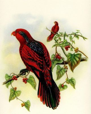 Antique Old Vintage Gould Lithograph Art Print Tropical Bird Parrot Blue Lory