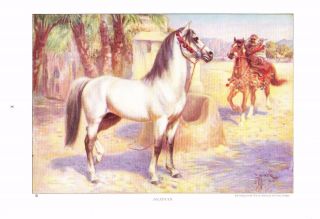 1923 Vintage Horse Print Arabian Horse Painting A/s E.  H.  Miner