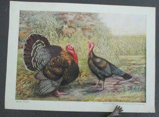 Vintage 1923 Poultry Tribune Supplement,  Bronze Turkeys
