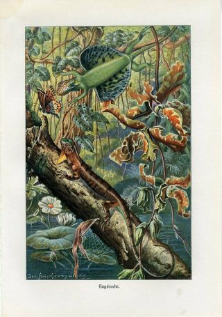 C1900 Brehm Flying Dragon Lizard Antique Litho Print