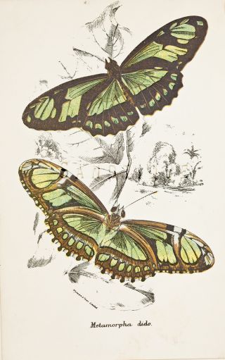 Kirby Butterflies & Moths - " Metamorpha Dido " - Chromolithograph - 1896