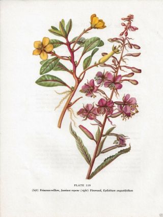 Vintage Art Print Botanical Wild Flower Primrose Willow & Fireweed