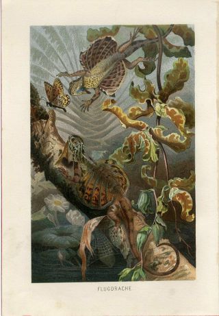 1887 A.  Brehm Flying Dragon Lizard Antique Chromolithograph Print
