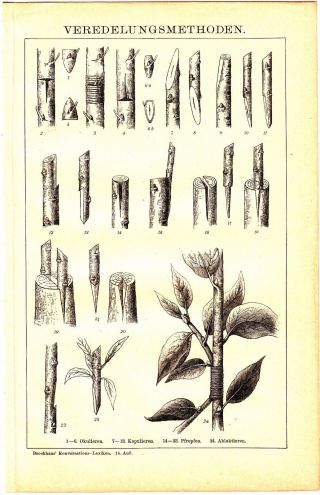1898 Plant Grafting Methods,  Botany,  Tree Antique Engraving Print