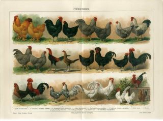 1895 Chickens Hen Rooster Breeds Birds Antique Chromolithograph Print A.  Schoner