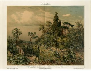 1895 Mediterranean Flora Landscape Palm Oleander Fig Tree Chromolithograph Print