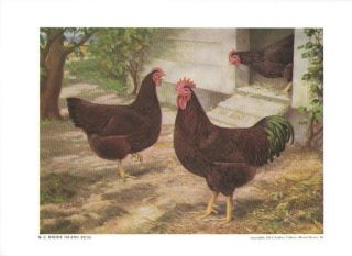 S.  C.  Rhode Island Reds By A O Schilling 1941 Poultry Tribune Supplement Reprint