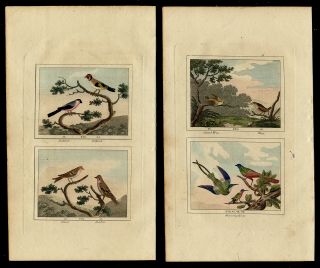 1808 Hand Colored Hummingbird,  Finch Engravings,  Buffon Natural History