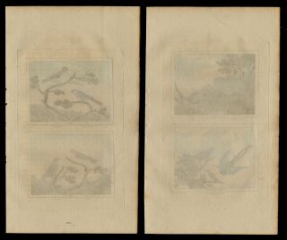 1808 Hand Colored Hummingbird,  Finch Engravings,  Buffon Natural History 2