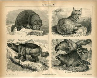 1876 Wolverine Lynx Sea Otter Raccoon Antique Engraving Print