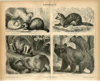 1876 Brown Bear Badger Sable Ferret European Polecat Antique Engraving Print