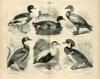 1876 Wild Duck Birds Antique Engraving Print
