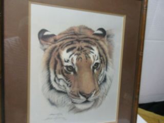 Harold Rigsby Print - Limited Edition signed,  numbered,  framed - Siberian Tiger. 3