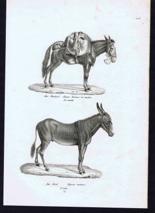 Pack Mule & Donkey - Equus Asinus - 1840 Schinz/brodtmann Stone Lithograph