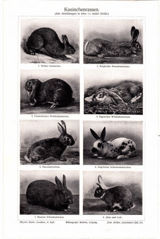 1907 Rabbits,  Rabbit Breeds Kaninchenrassen Antique Lithograph Print