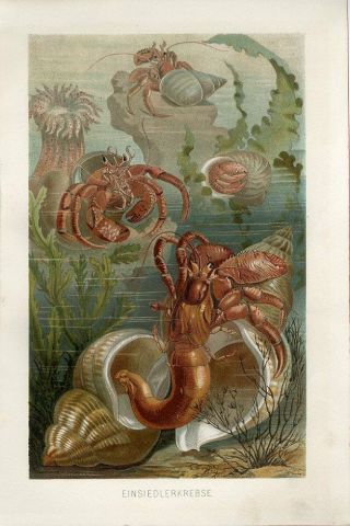 1890 A.  Brehm Marine Hermit Crab Shell Crustaceans Antique Chromolithograph Print