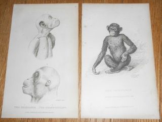 2 Antique Prints Of A Chimpanzee Monkey Orangutan Engravings Printed Circa 1825