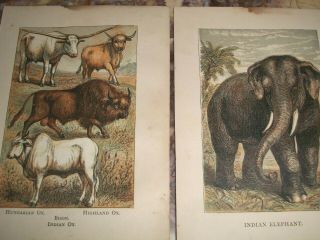 38 Small Antique Prints - Natural History - Elephant Otter Turtle Snakes Sheep