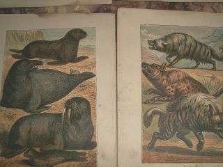 38 Small Antique prints - NATURAL HISTORY - ELEPHANT OTTER TURTLE SNAKES SHEEP 2