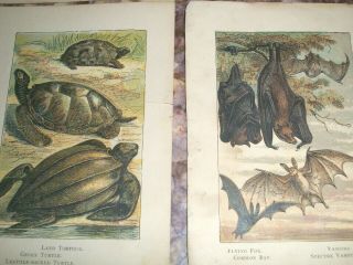 38 Small Antique prints - NATURAL HISTORY - ELEPHANT OTTER TURTLE SNAKES SHEEP 3