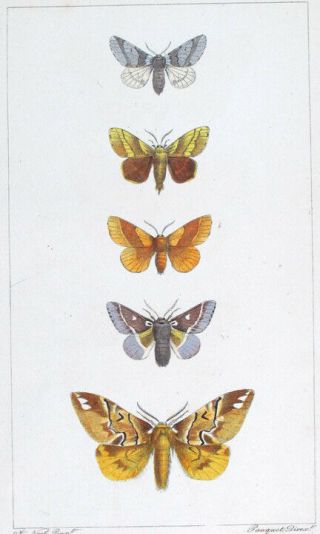 1835,  Lucas Papillons Exotiques Set - 2 - Handpainted Engr.  Bombix,  Noctua Etc H76