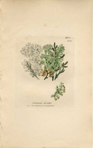 1809 Sowerby Lichen Snow Cetraria Antique Hand Colored Copper Engraving Print