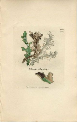 1804 Sowerby Lichen Iceland Moss Antique Hand Colored Copper Engraving Print