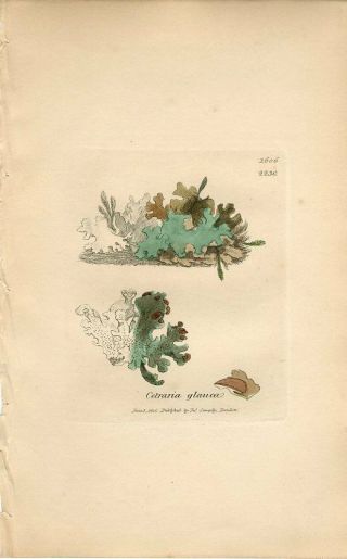 1806 Sowerby Lichen Glaucous Cetraria Antique Hand Color Copper Engraving Print