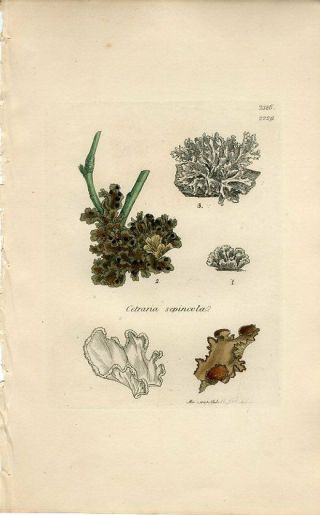 1812 Sowerby Lichen Fence Cetraria Antique Hand Color Copper Engraving Print