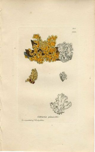 1810 Sowerby Lichen Golden Cetraria Antique Hand Color Copper Engraving Print