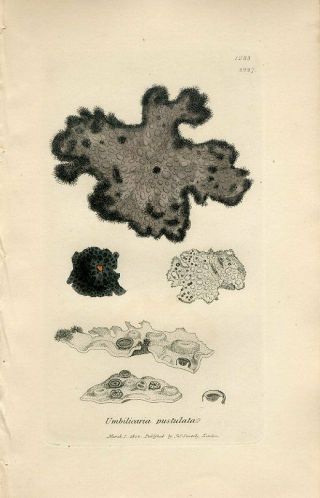1804 Sowerby Lichen Blistered Umbilicaria Antiquehand Col.  Copper Engraving Print