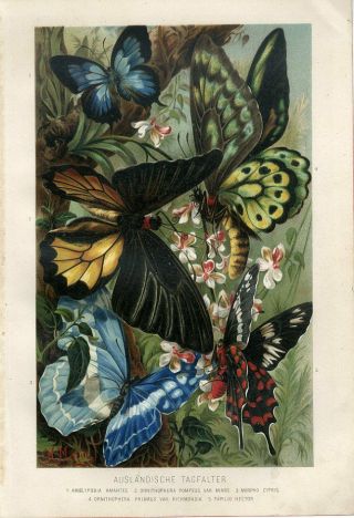 1890 A.  Brehm Tropical Butterfly Hector Birdwing Antique Chromolithograph Print