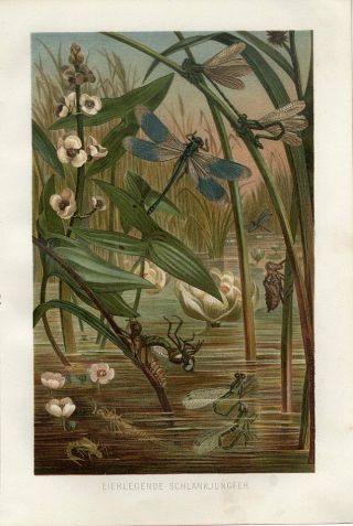 1890 A.  Brehm Dragonfly Dragonflies Water Lily Flowers Chromolithograph Print