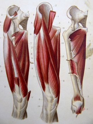 1846 Leveille Anatomy Limbs - Hand Coloured Over Sepia Engraving