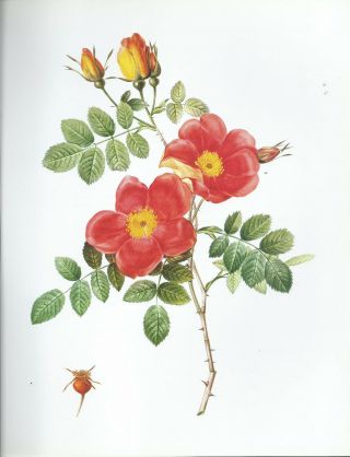 Pierre Joseph Redoute - " Austrian Copper Rose " - Botanical - Flower Art Print