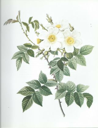 Pierre Joseph Redoute - " Creamy Musk Rose " - Botanical - Flower Art Print