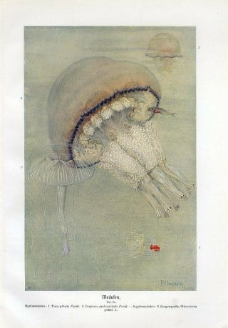 C1900 A.  Brehm Marine Sea Jellyfish Medusa Antique Litho Print