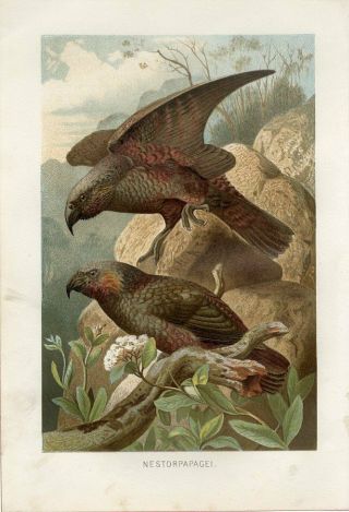 1887 Brehm Nestor Zealand Kaka Parrot Birds Chromolithograph Print