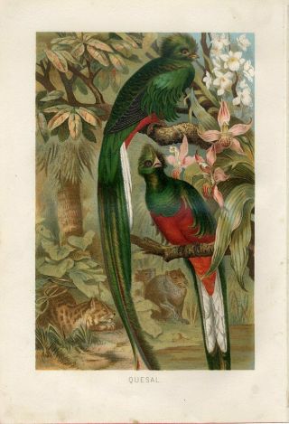 1887 A.  Brehm Quetzal Exotic Birds Orchid Flowers Antique Chromolithograph Print