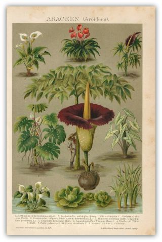 1885 Anthurium Aracea Philodendron Plants Botany Chromolithograph Antique Print