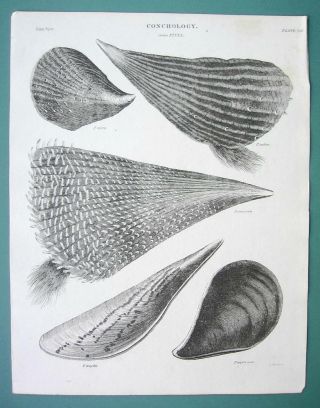 Conchology Sea Shells Genus Pinna Rubra Nigra - 1820 Abraham Rees Print